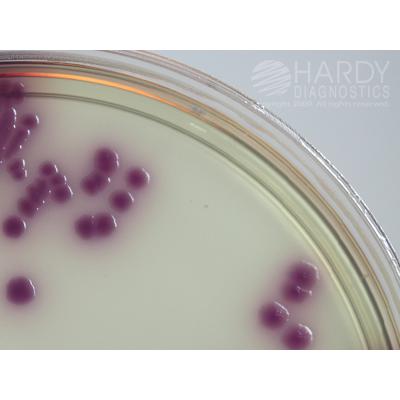 HardyCHROM™ Salmonella, an effective chromogenic screen of all Salmonella spp., 15x100mm plate, Hardy Diagnostics