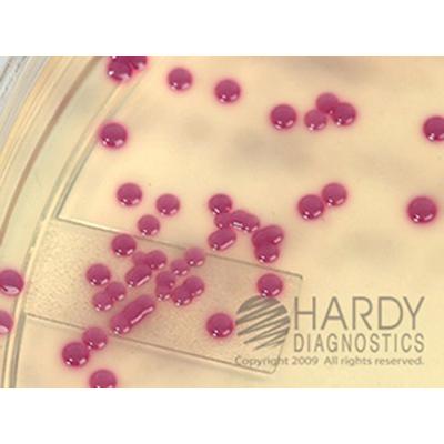 HardyCHROM™ Staphylococcus aureus, 15x100mm plate, Hardy Diagnostics