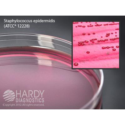 Mannitol Salt Agar (MSA), USP, for Staphylococcus, 15x100mm plate, Hardy Diagnostics