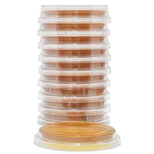 Malt Extract Agar with Lecithin and Tween, Hardy Diagnostics