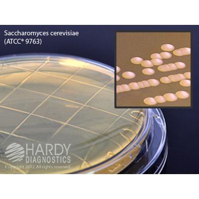 Malt Extract Agar with Lecithin and Tween, Hardy Diagnostics
