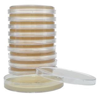 SabDex (Sabouraud Dextrose) Agar, USP, for cultivation of yeast and fungi, 15x100mm plate, Hardy Diagnostics
