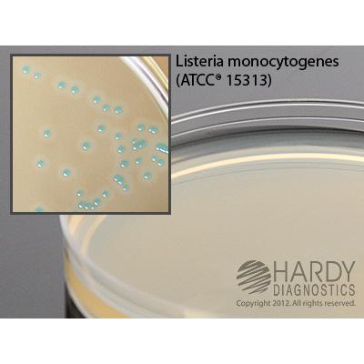HardyCHROM&trade; Listeria, a chromogenic medium for Listeria monocytogenes, 15x100mm plate, Hardy Diagnostics