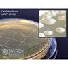 products/p36_sabdex_agar_contact_web_46c12306-e545-4b82-b41c-a9bb1b203255.jpg